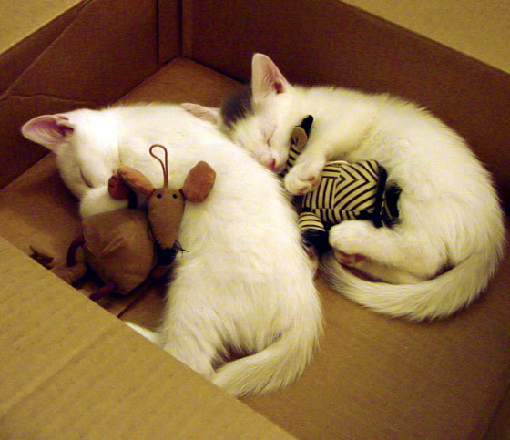 开云官方-今年联盟三分命中率Top10球队都有哪些？，nba联盟三分球命中率