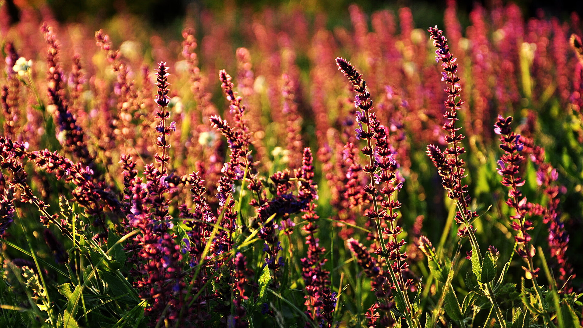 以运动传递奋发精神,鼓励青少年积极向上,青年人请以运动致青春作文800字