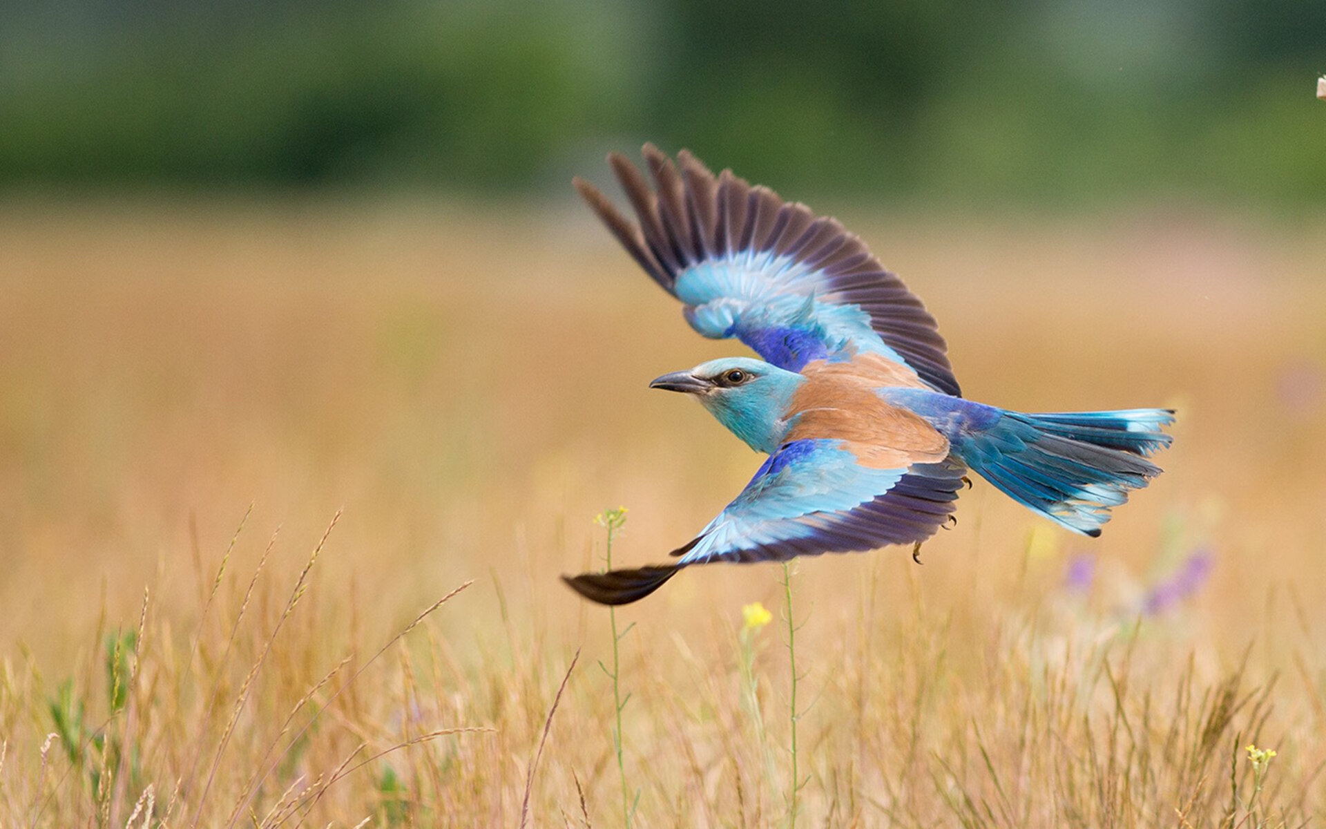 全国青少年足球裁判员“线上+线下”培训体系全面升级，足球裁判报名