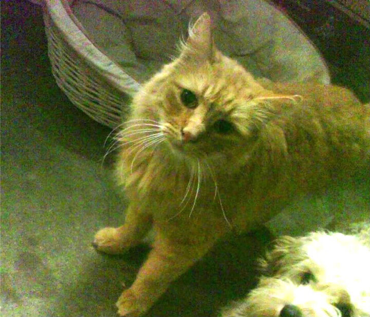 开云官方网站-在对阵勇士的季后赛系列赛中，库里单场投中11个三分，帮助球队夺取胜利！