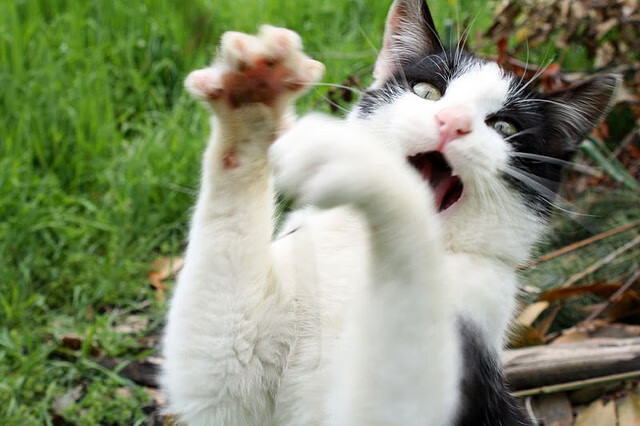 逆境突围:那些永不言弃的欧冠战士,逆境突袭