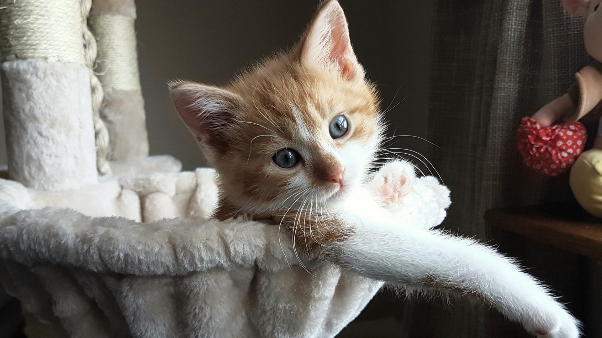 里昂队内气氛融洽，冲击更高目标，里昂队服