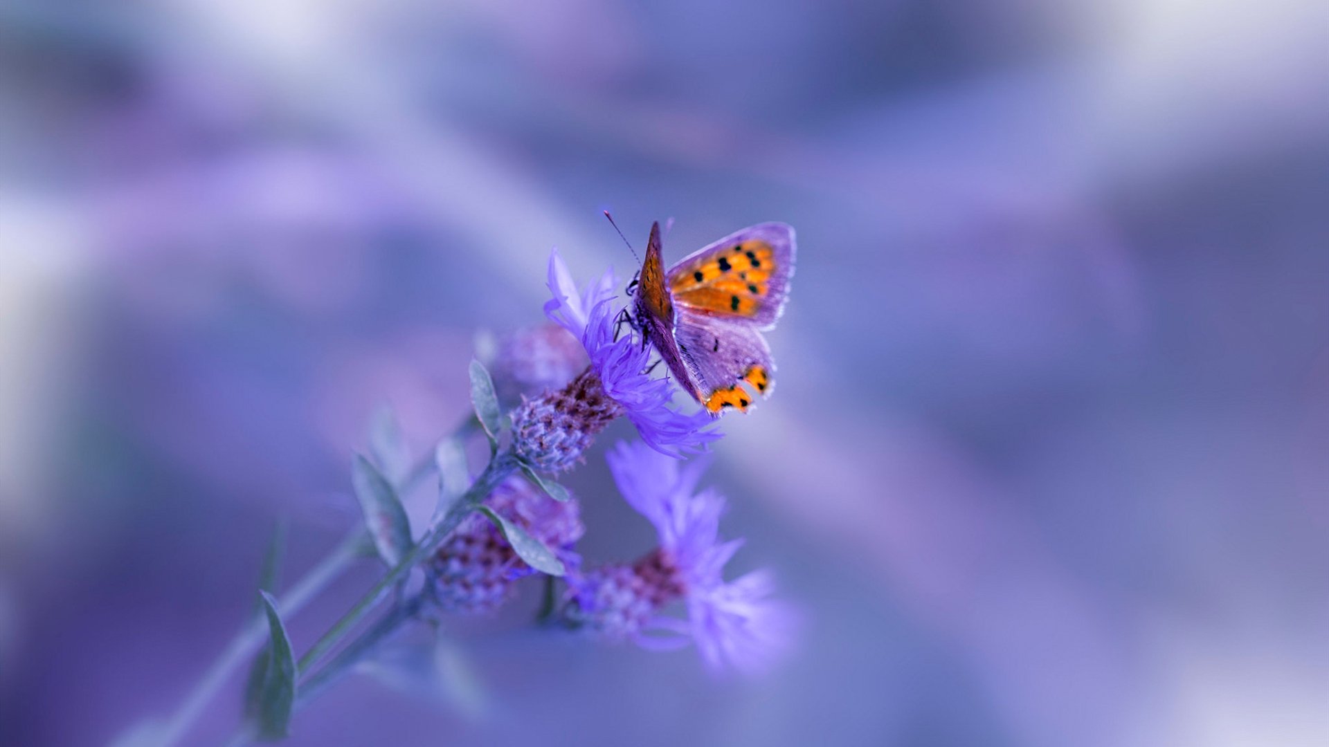 切尔西迎来胜利，向前迈出关键一步，切尔西官宣