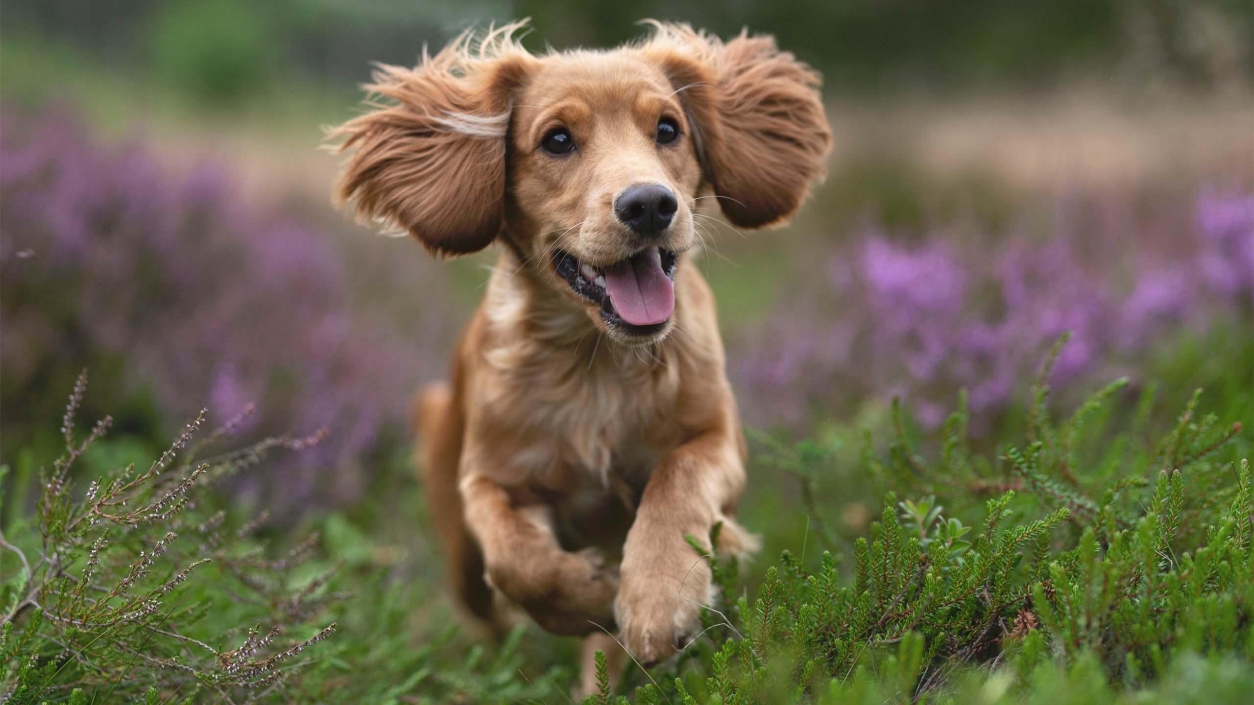 勇士客场逆袭库里关键三分,勇士高层谈续约库里