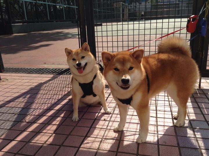 华尔夫迪圣奥斯定斩杀绝杀球,球迷沸腾