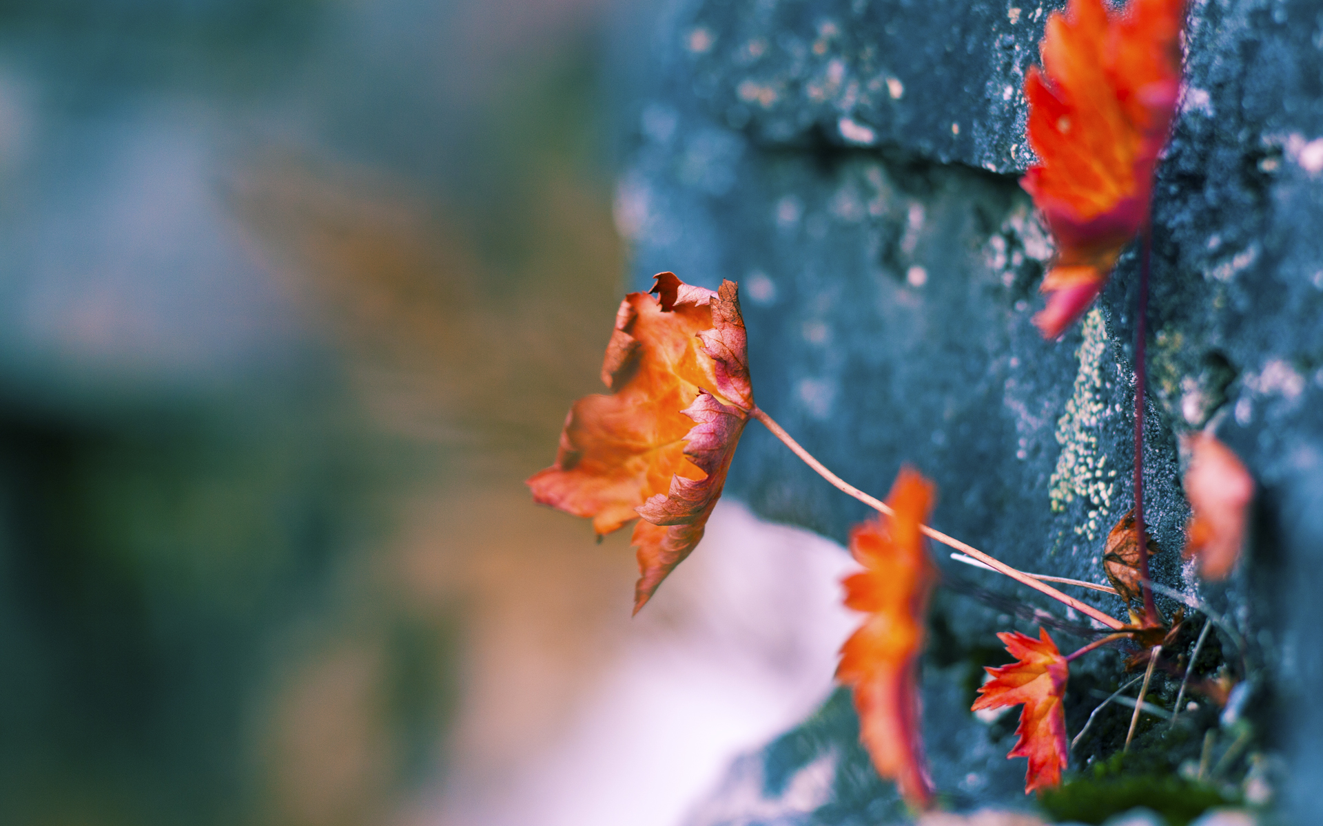 开云中国-多特蒙德客场2-1战胜沃尔夫斯堡，继续保持不败，多特蒙德vs沃尔夫斯堡历史战绩