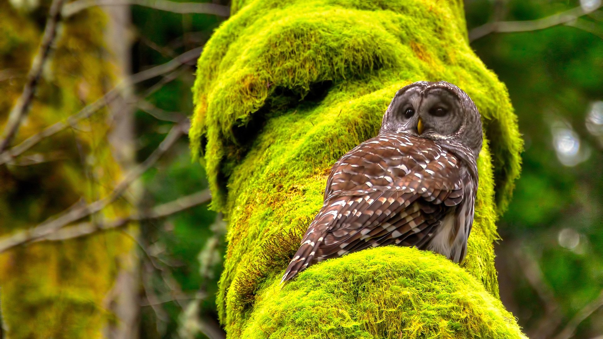 开云网页版-奥兰多魔术队后卫法格尔实现赛季首秀，奥兰多魔术队百科