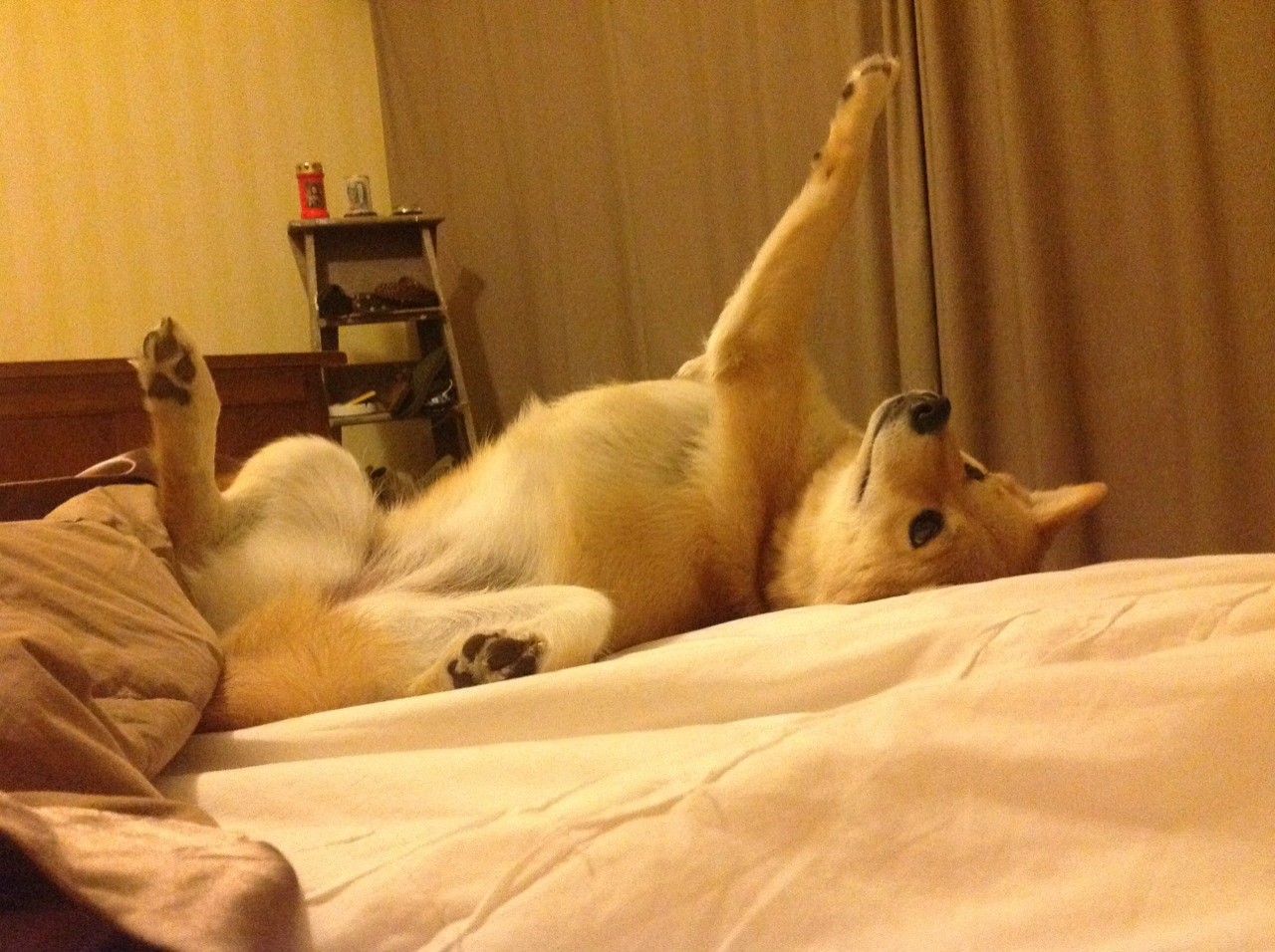 帕尔马新援表现出色,球队士气大振,帕尔马球队官网