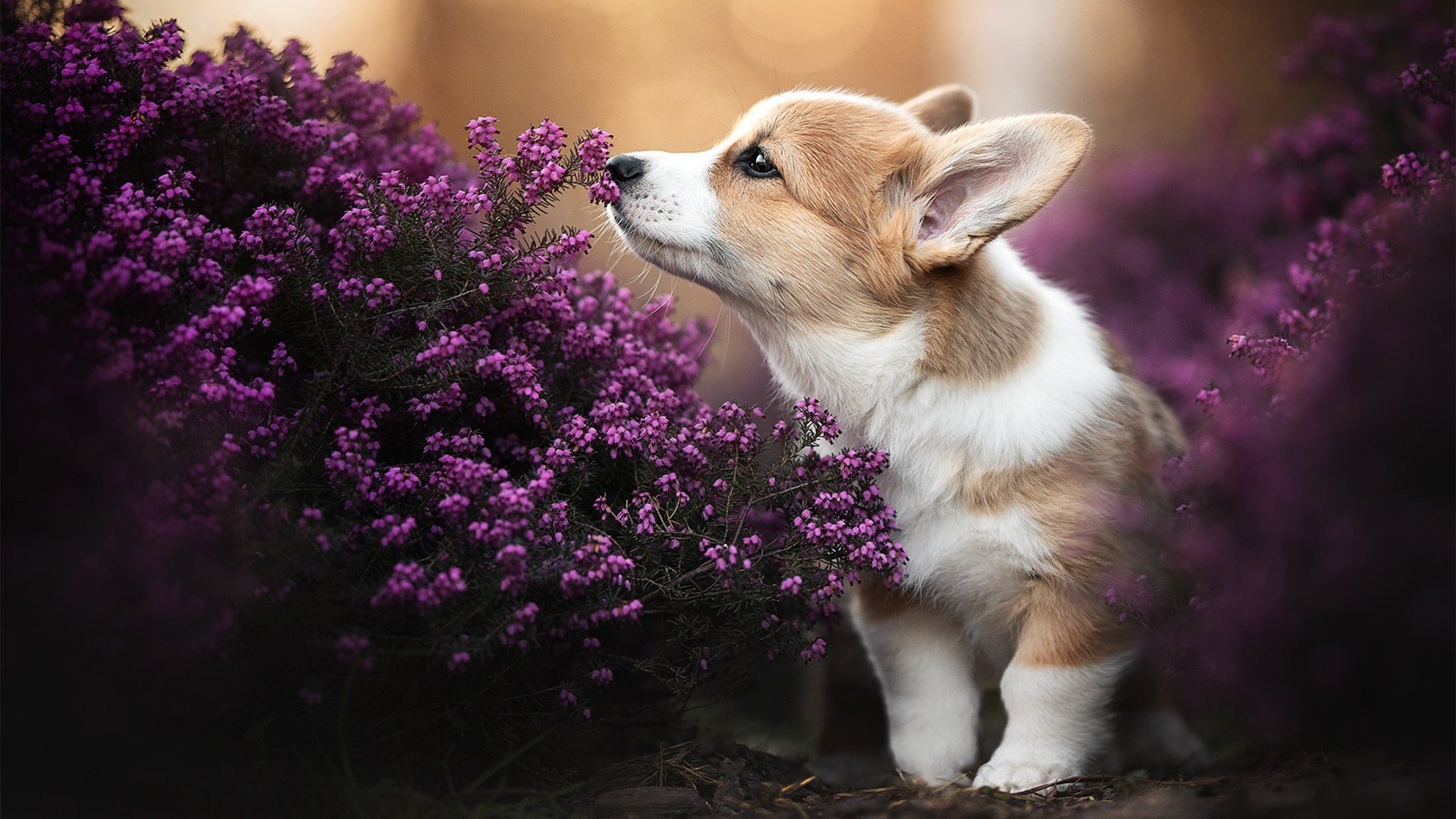 开云官方-沙尔克球员受伤退赛，对球队士气产生影响，沙尔克换帅