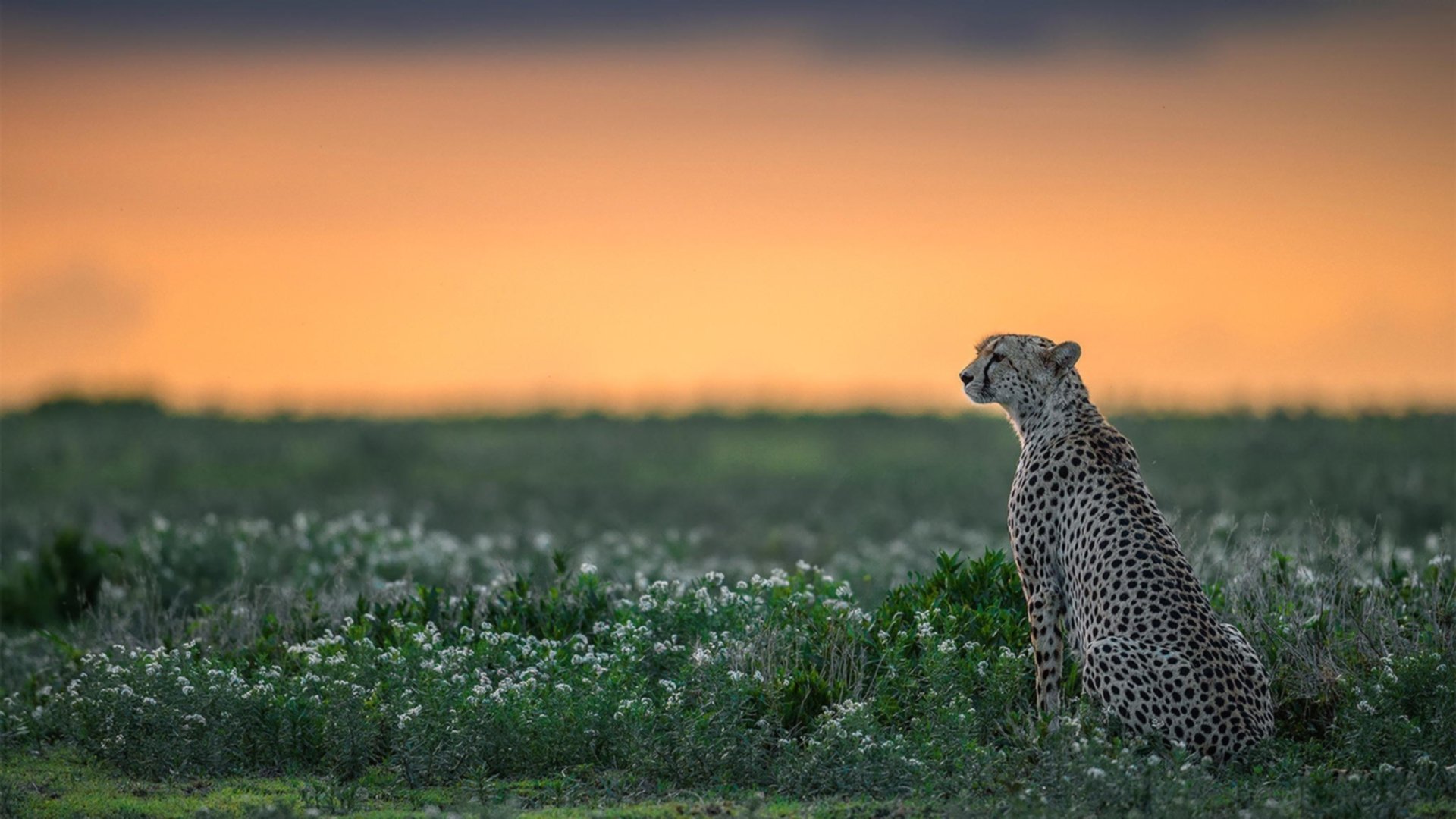 热火强势横扫公牛,季后赛中巴特勒送出五次抢断,巴特勒40分热火胜雄鹿集锦