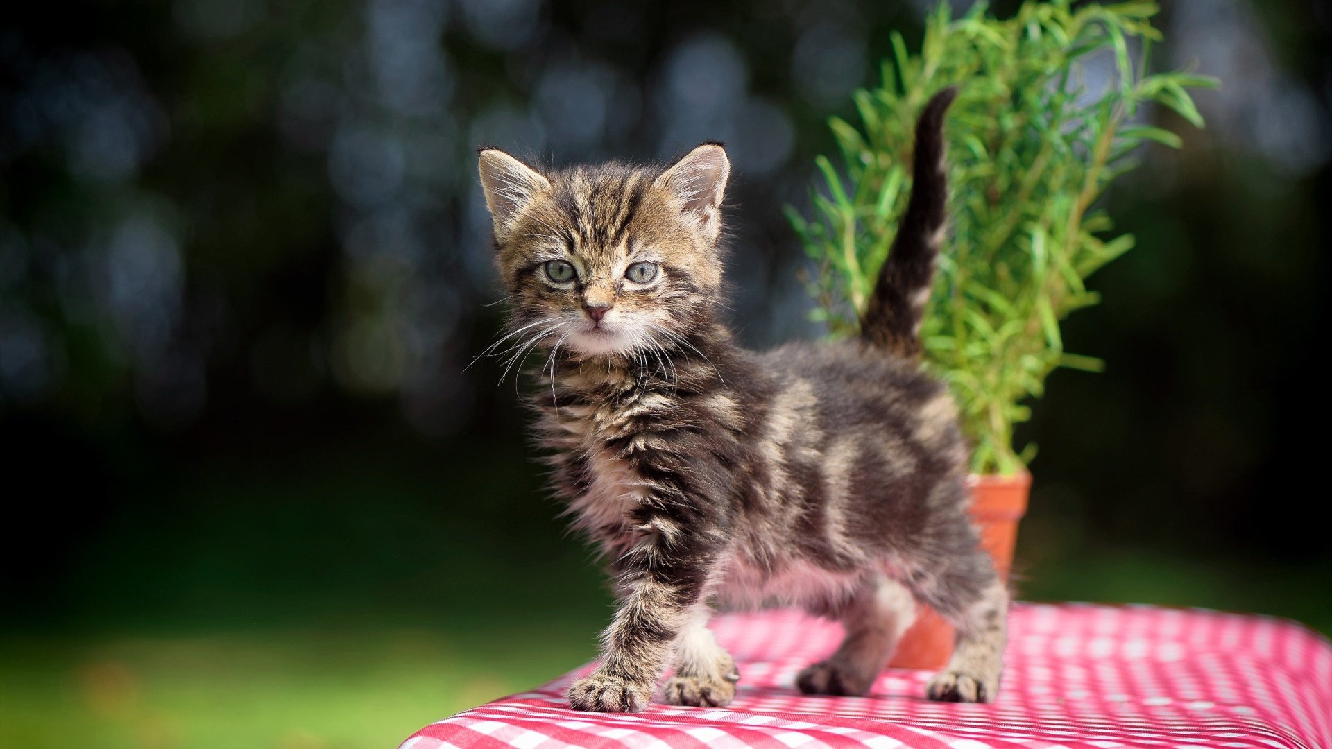 精彩对决中球员展现超凡实力,带领球队成功,精彩对抗