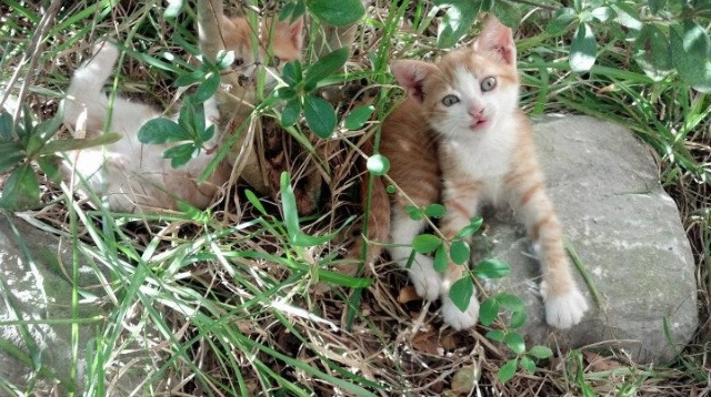 开云官方网页登录-中小学生体育习惯培养路径与行为干预研究，中小学生体育教育