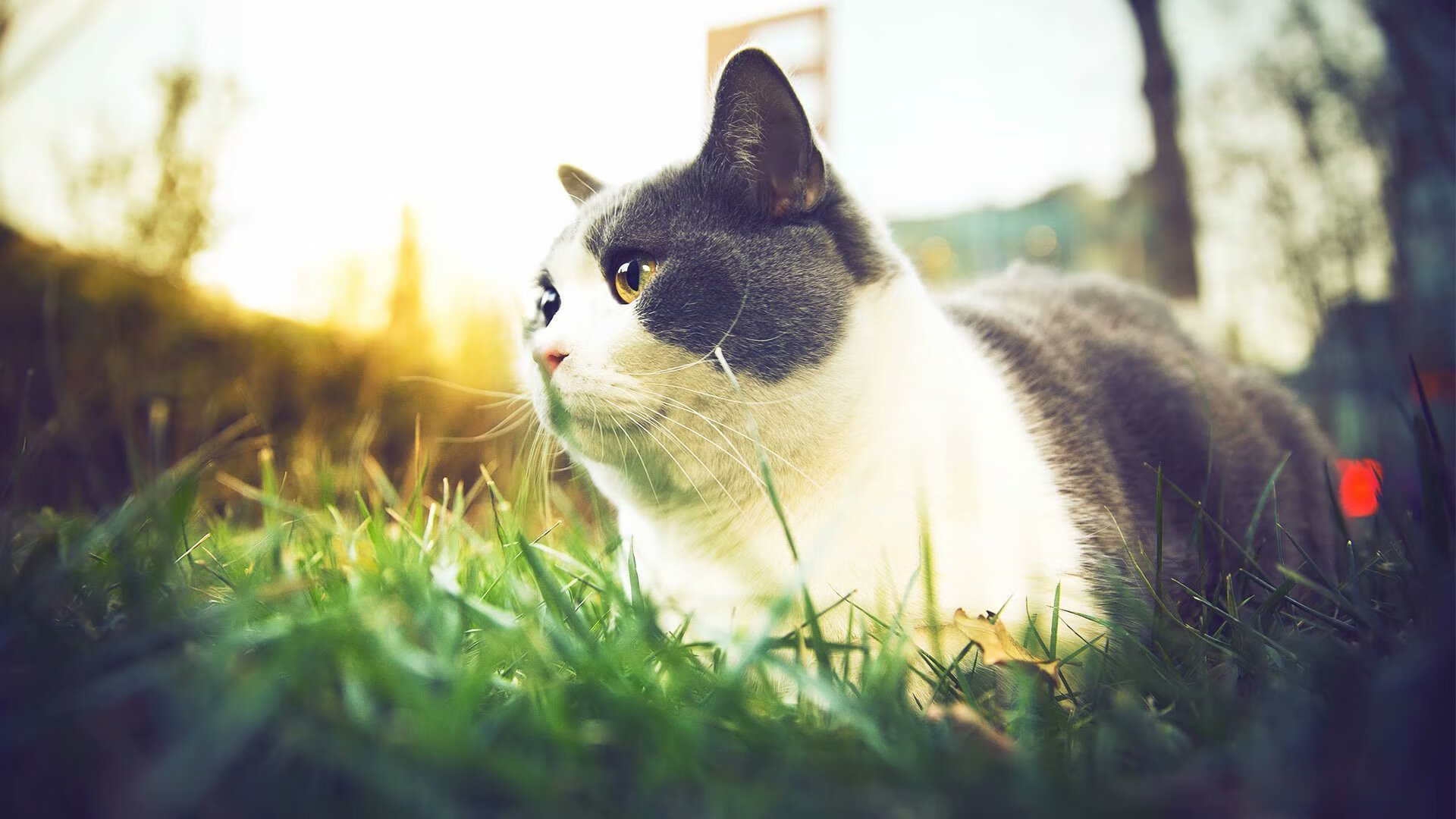 未来中超：引援策略与青训体系的创新探索，中超新赛季引援