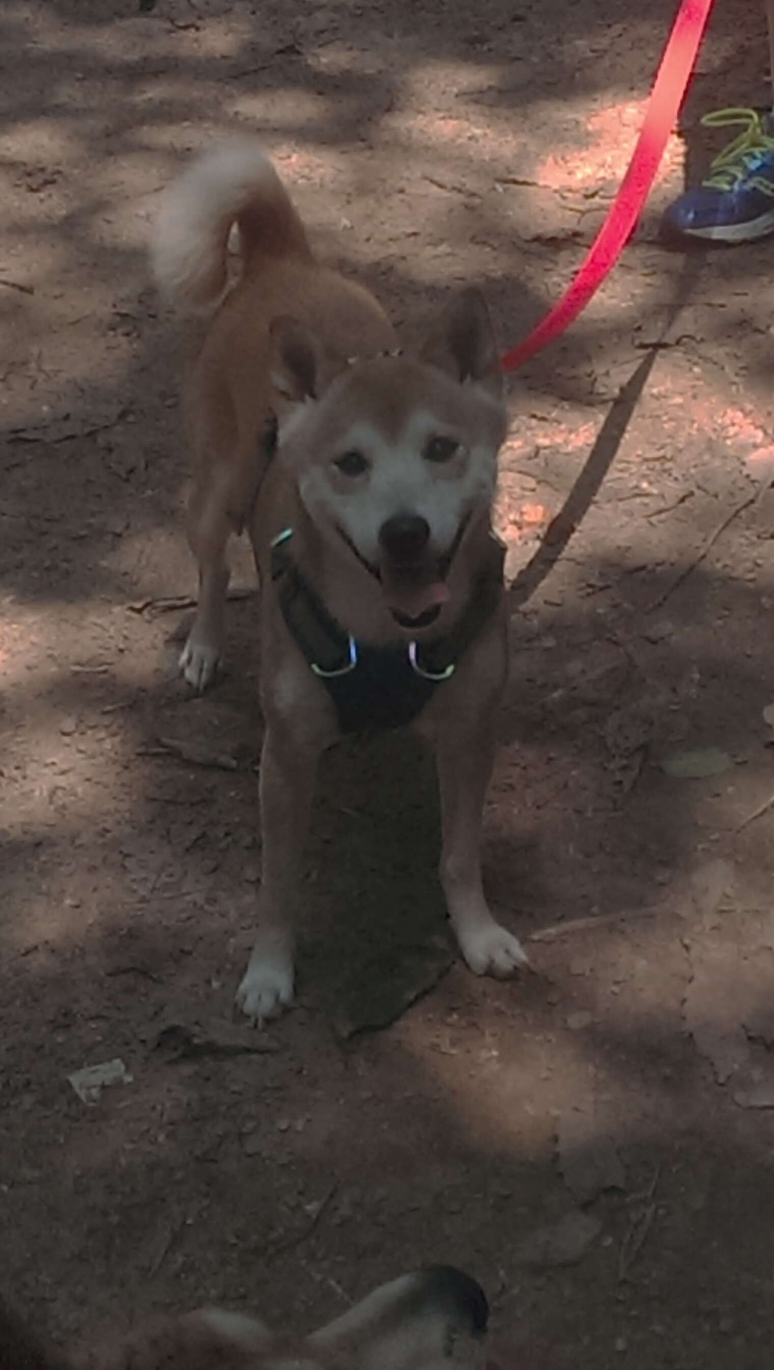 高校体育师资培训体系完善研究，体育师资队伍建设的研究