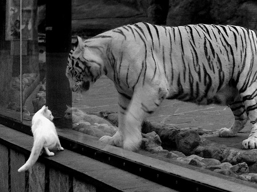 “简阳文体中心羽毛球赛:明星选手争夺冠军,速度与技巧完美结合”