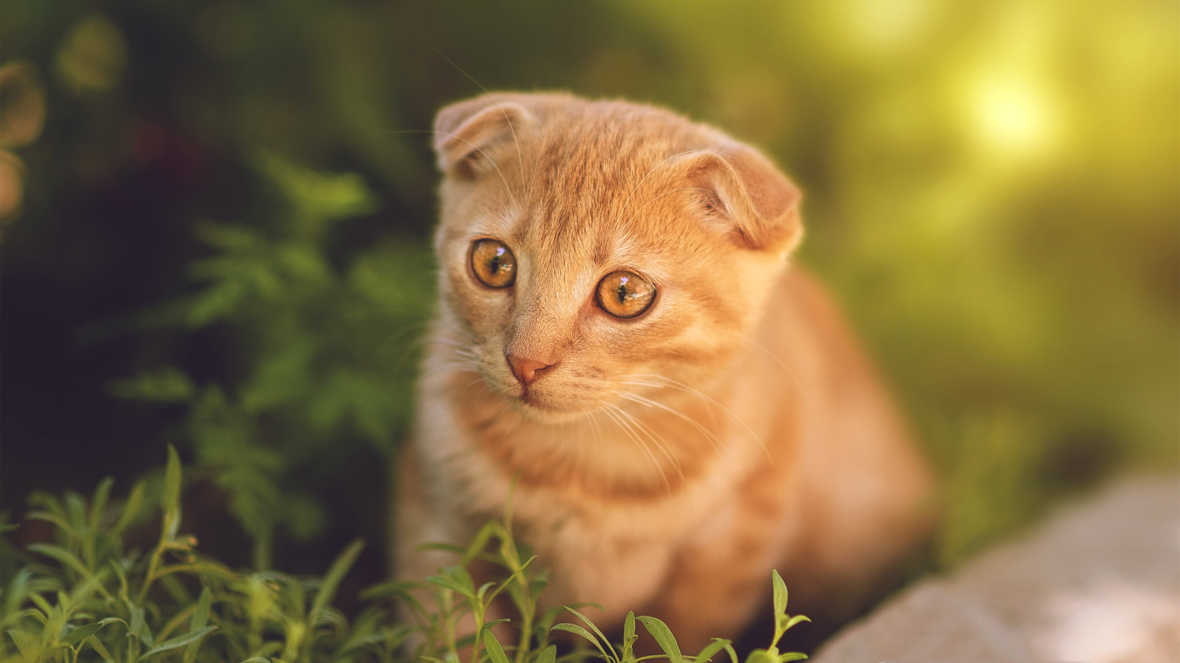 亚冠联赛中国足球战平 球员心理素质考验,中国足球亚冠名额