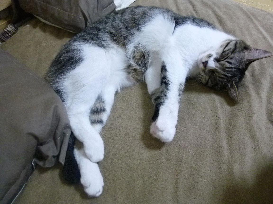 开云网页版-国际乒联混合团体世界杯赛制变化：德国队应对策略揭秘，国际乒联世界杯团体赛时间表