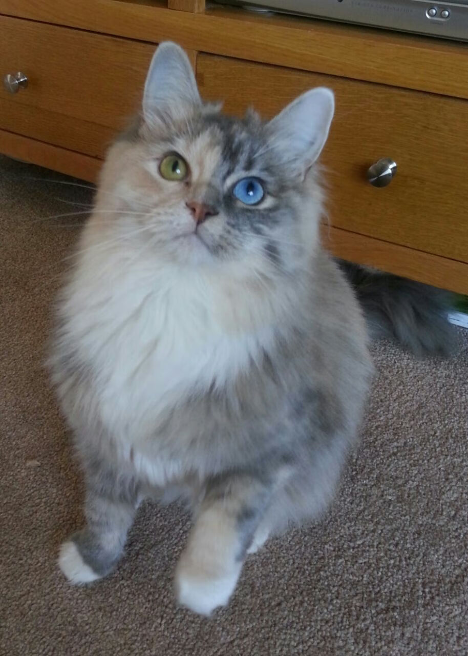 外援与本土球员配合默契度低,外援和内援