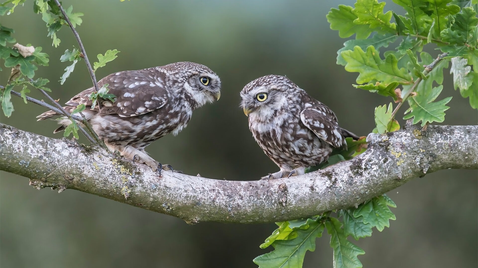 自由泳转身完成时间平均为0.68秒,自由泳转身是哪里发力