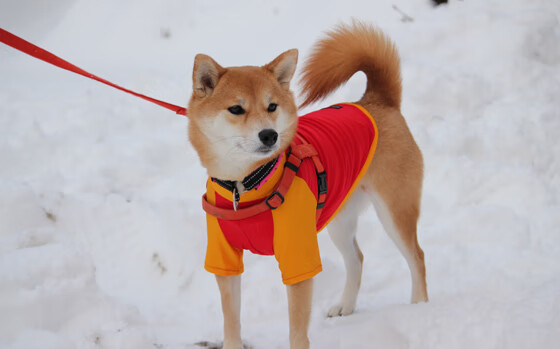 Kaiyun APP-“帕布罗·马特拉：全能后卫的崛起，带领美洲狮队走向新高峰”