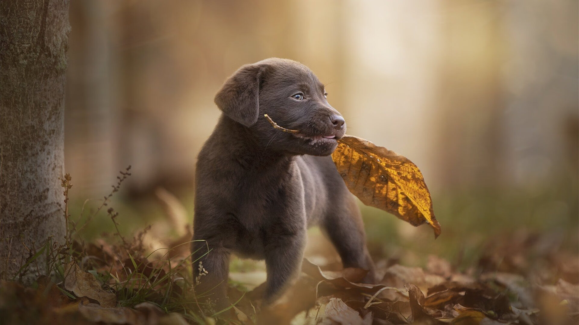 世界杯激情狂热:精彩瞬间不断涌现!,世界杯亲吻