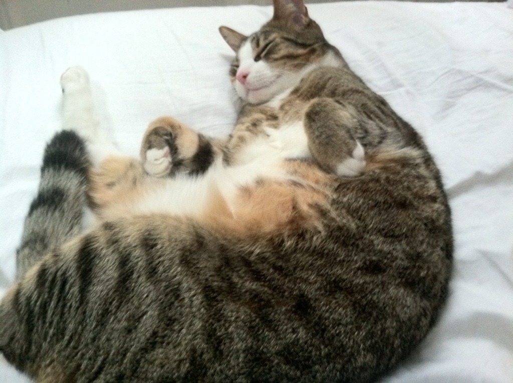 塞尔维亚男篮在欧洲预赛中持续奋勇,冲击奥运盛宴!,塞尔维亚男篮奥运预选赛