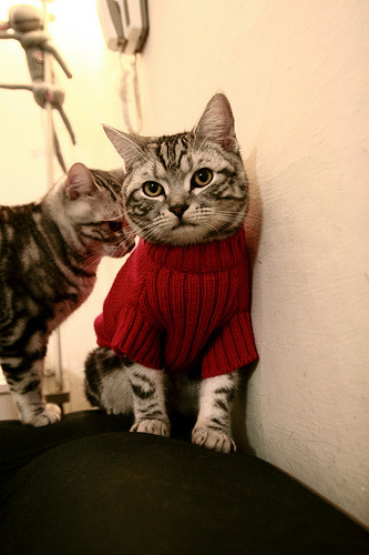 新西兰男子橄榄球队的年轻力量逐渐崭露头角,新西兰橄榄球队徽